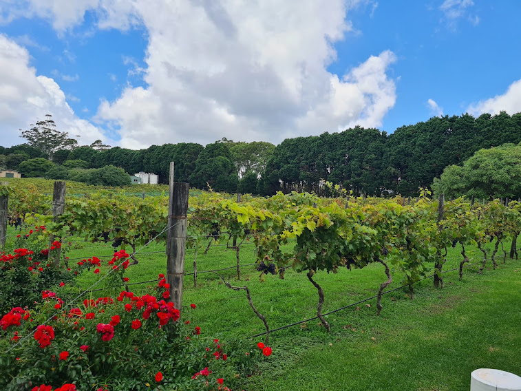 Mt Tamborine Full Day Wine Tour From Gold Coast or Brisbane Private Hire