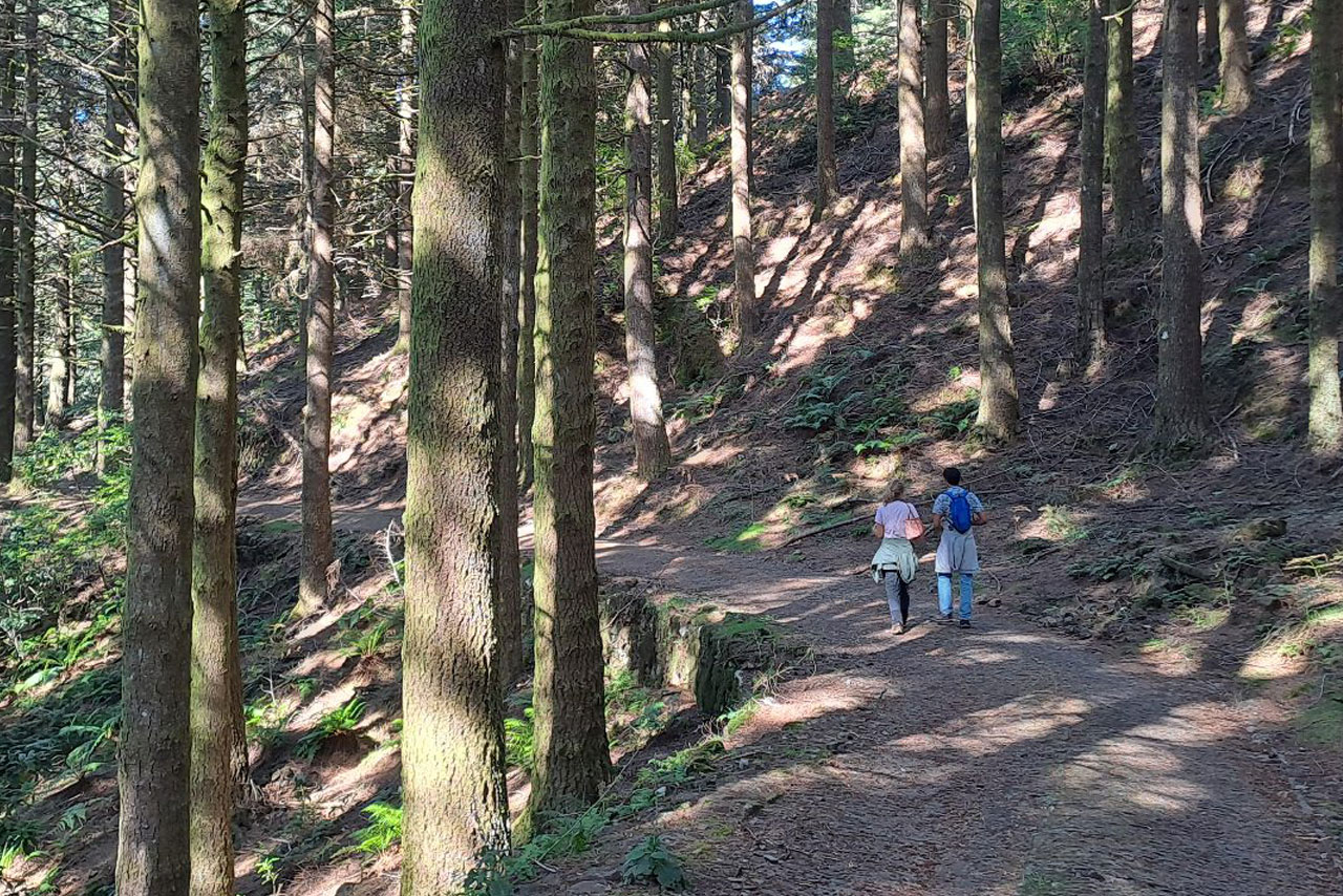 Caminhada Inaugural - Forest Mind (11/10, Sáb)