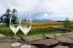 Your Local Chauffeur: Omaka Aviation Heritage Centre Wine and Gourmet Delights Tour of Marlborough — Marlborough - Photo 2
