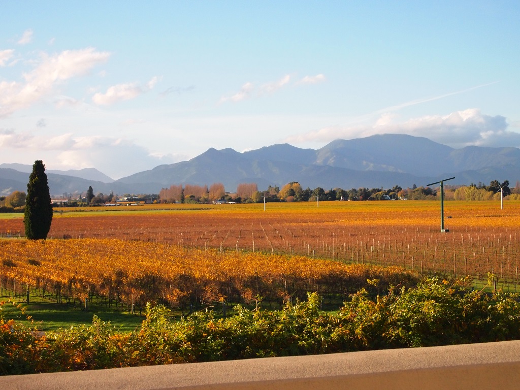 Winter Wine Gourmet and Scenic Pleasures of Marlborough: Group Tour 