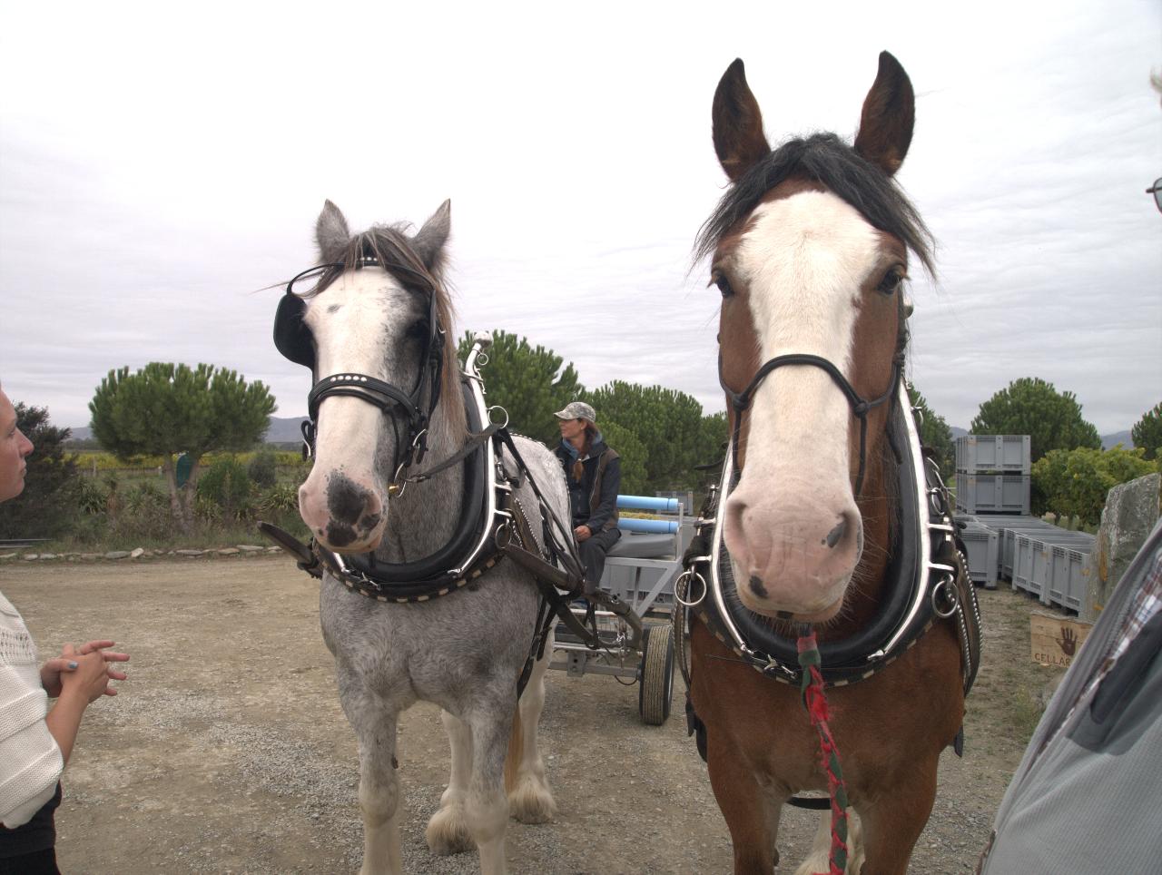 Your Local Chauffeur: SOLO SPECIAL: Full Day Wine Gourmet and Scenic Delights from Picton — Marlborough - Photo 1