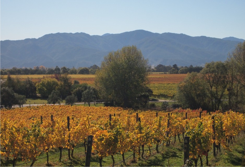 Private Half Day Wine Gourmet and Scenic Delights Tour from Blenheim