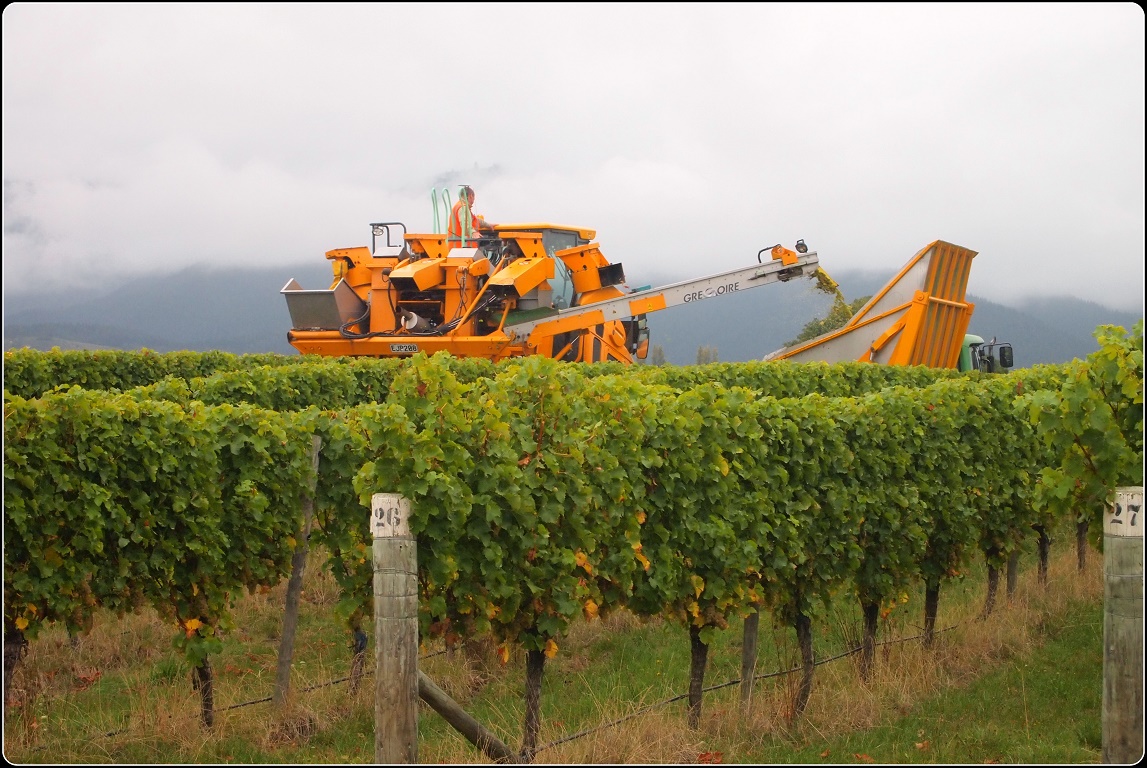 Your Local Chauffeur Wine and Food Delight Tours of Marlborough: Full-Day Wine, Gourmet and Scenic Delights Tour from Blenheim - Photo 2