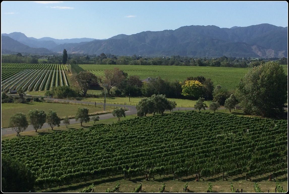 Your Local Chauffeur Wine and Food Delight Tours of Marlborough: Full-Day Wine, Gourmet and Scenic Delights Tour from Blenheim - Photo 1