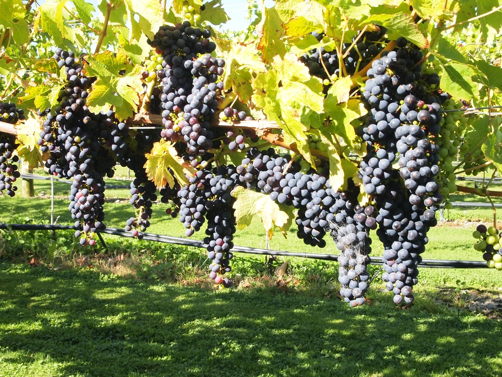 Short Tour of Picton and Blenheim Wine Region