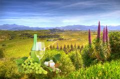 Full Day Wine Gourmet and Scenic Delights Tour of Marlborough 