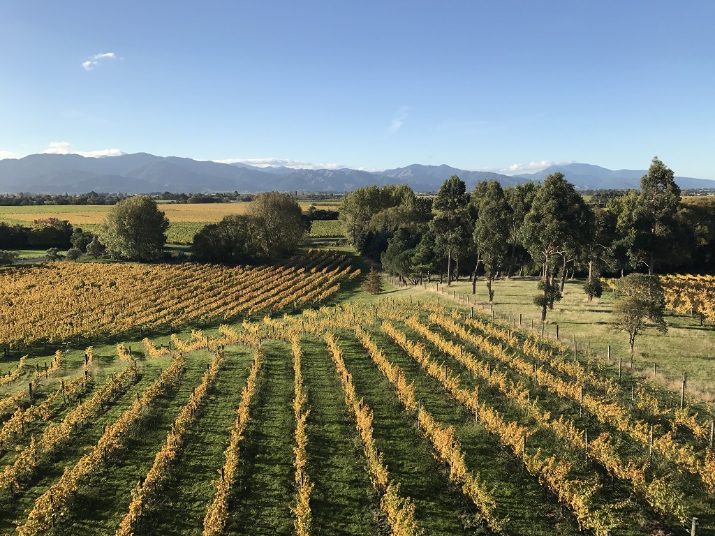 Your Local Chauffeur Wine and Food Delight Tours of Marlborough: Winter Wine, Gourmet and Scenic Pleasures of Marlborough: Group Tour - Photo 1