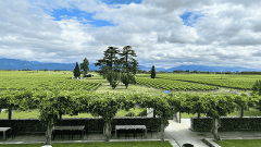 Blenheim Progressive Marlborough Wine & Gourmet Experience