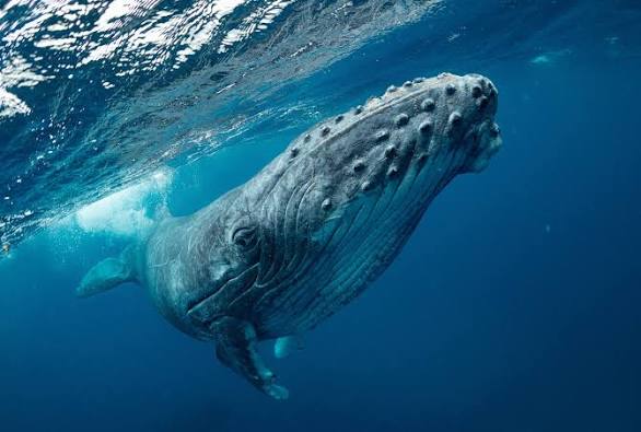 Whale Watching SC