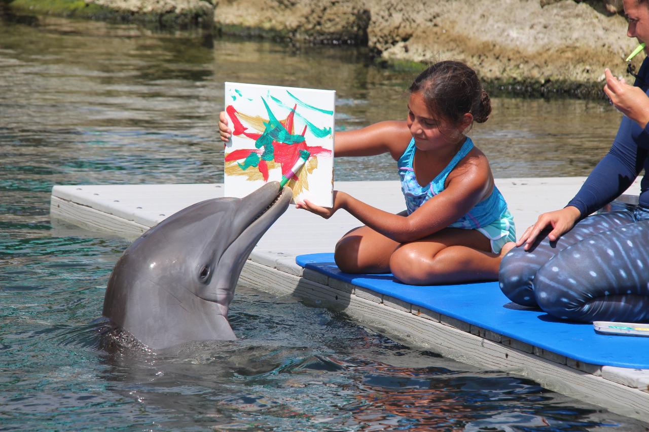 Paint With Dolphins - Add On - Dolphins Plus Reservations