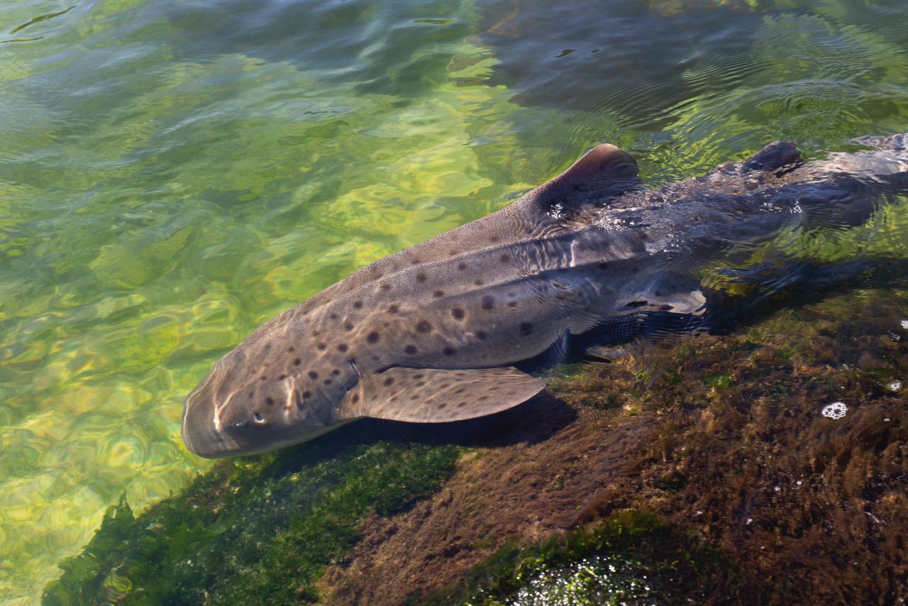 Zebra shark encounter Port Stephens