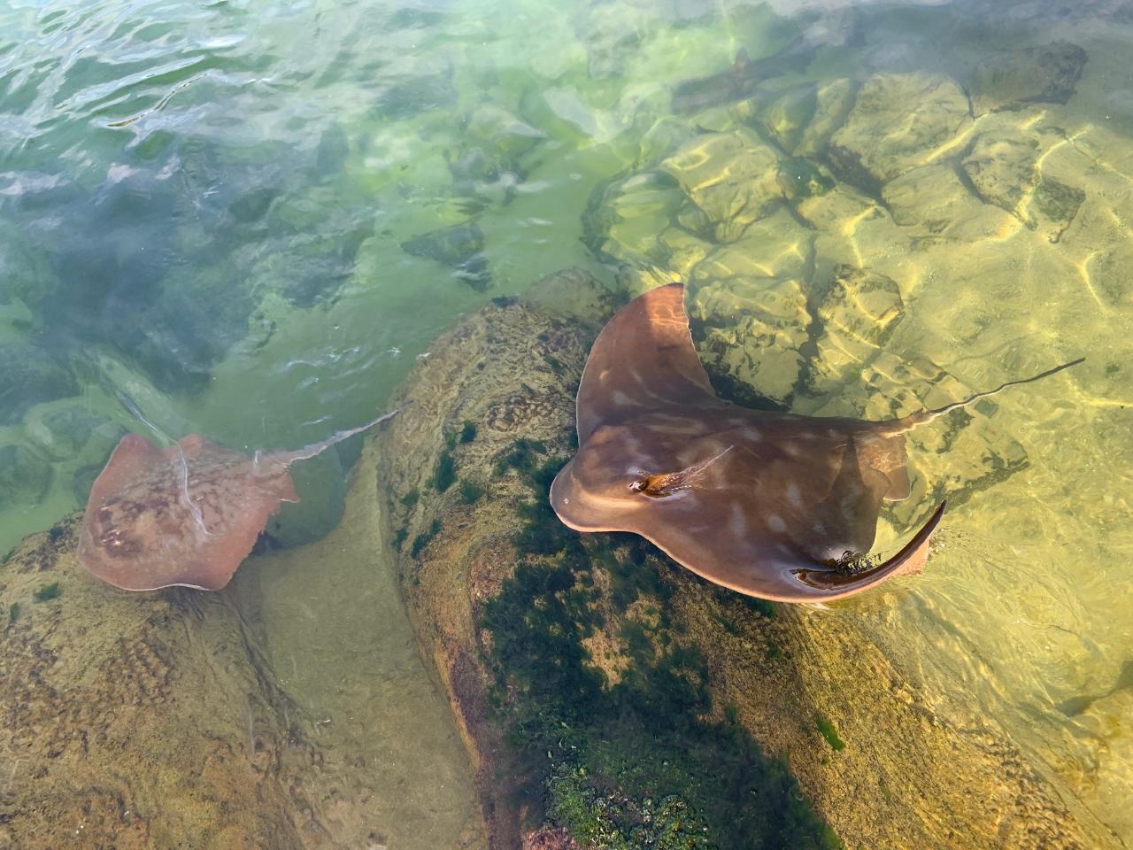 Entry Ticket for Irukandji Shark & Ray Encounters located in Anna Bay, Port Stephens