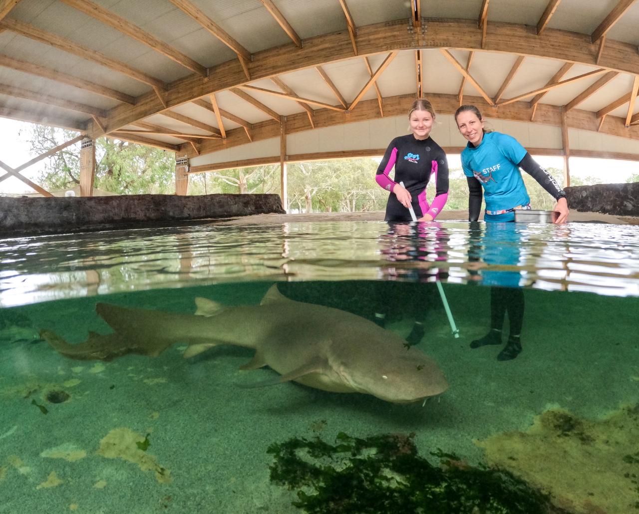 Reef Shark Encounter $90 packaged with Entry Pass (ages 12+)