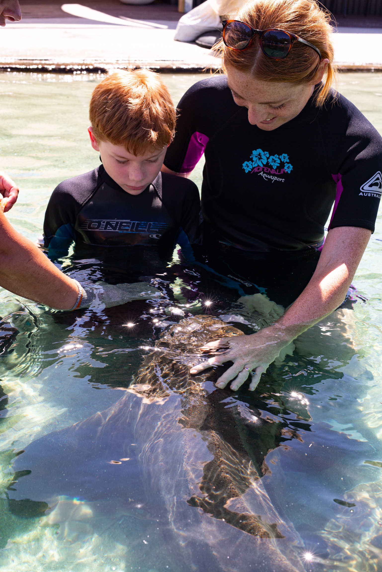 Zebra Shark Encounter $50 packaged with Entry Pass (all ages)  B2B Booking