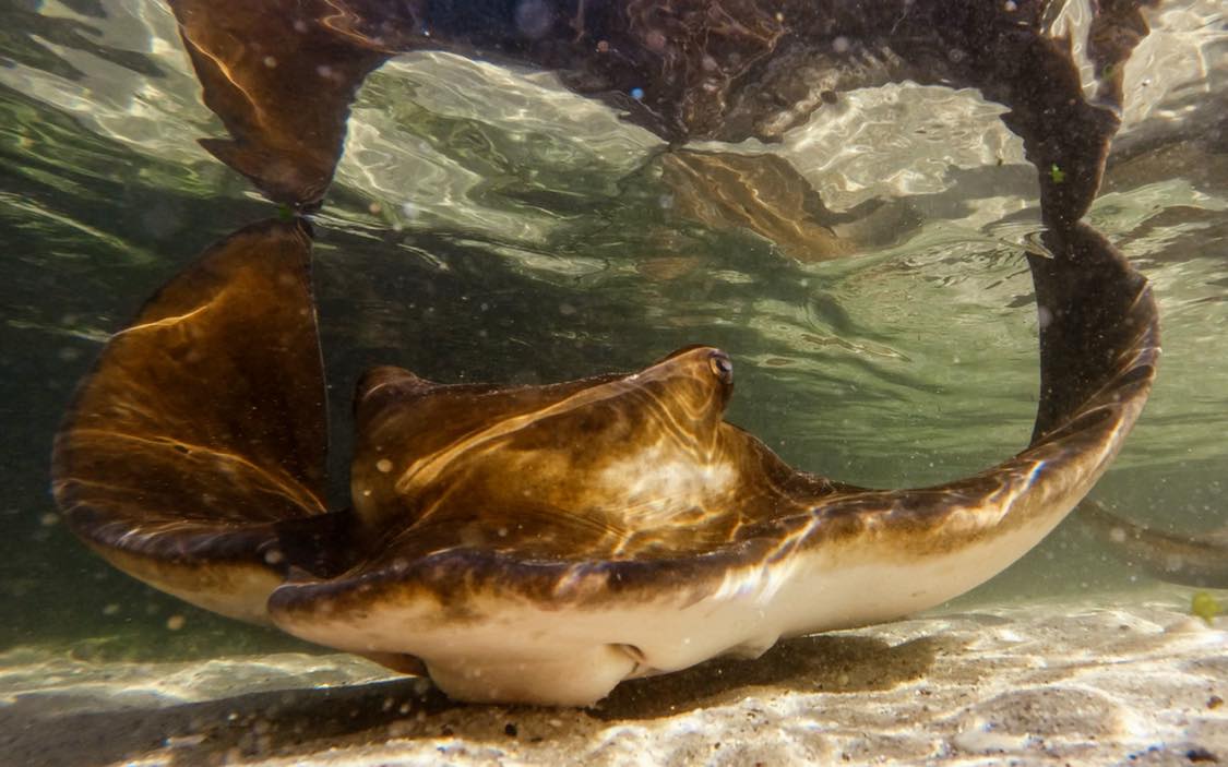 Stingray Snorkel $60 packaged with Entry Pass (aged 12+)