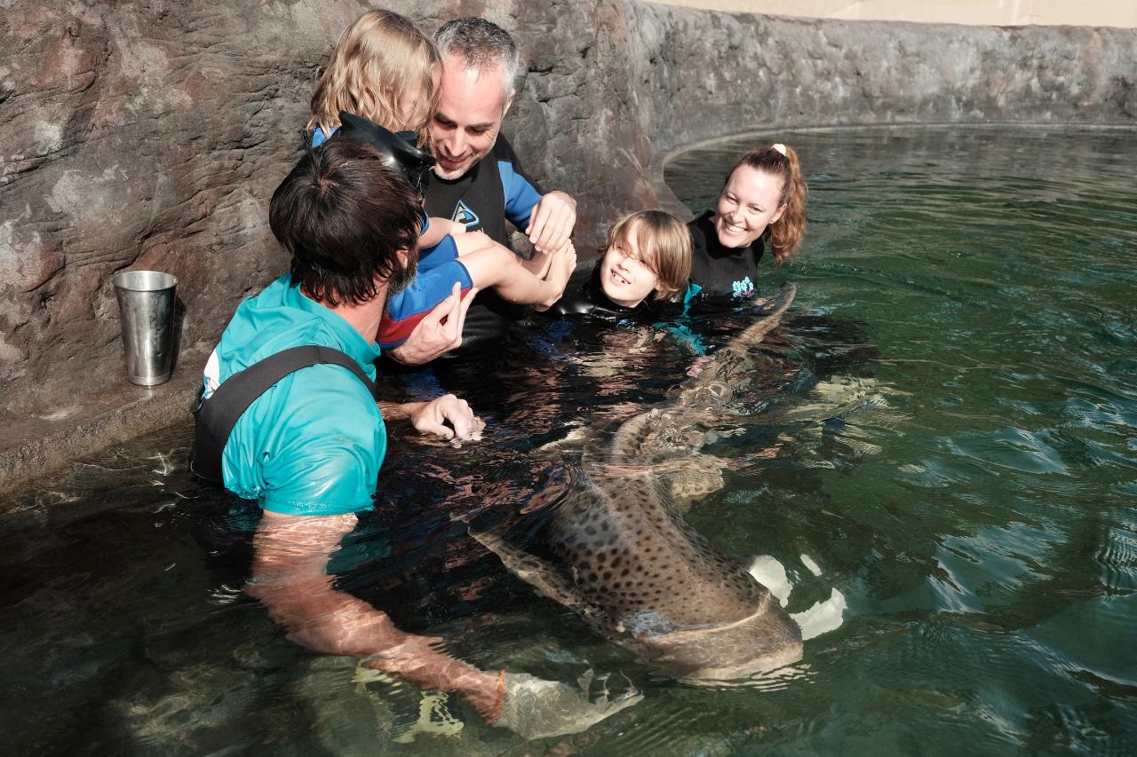 Zebra Shark Encounter $50 packaged with Entry Pass 