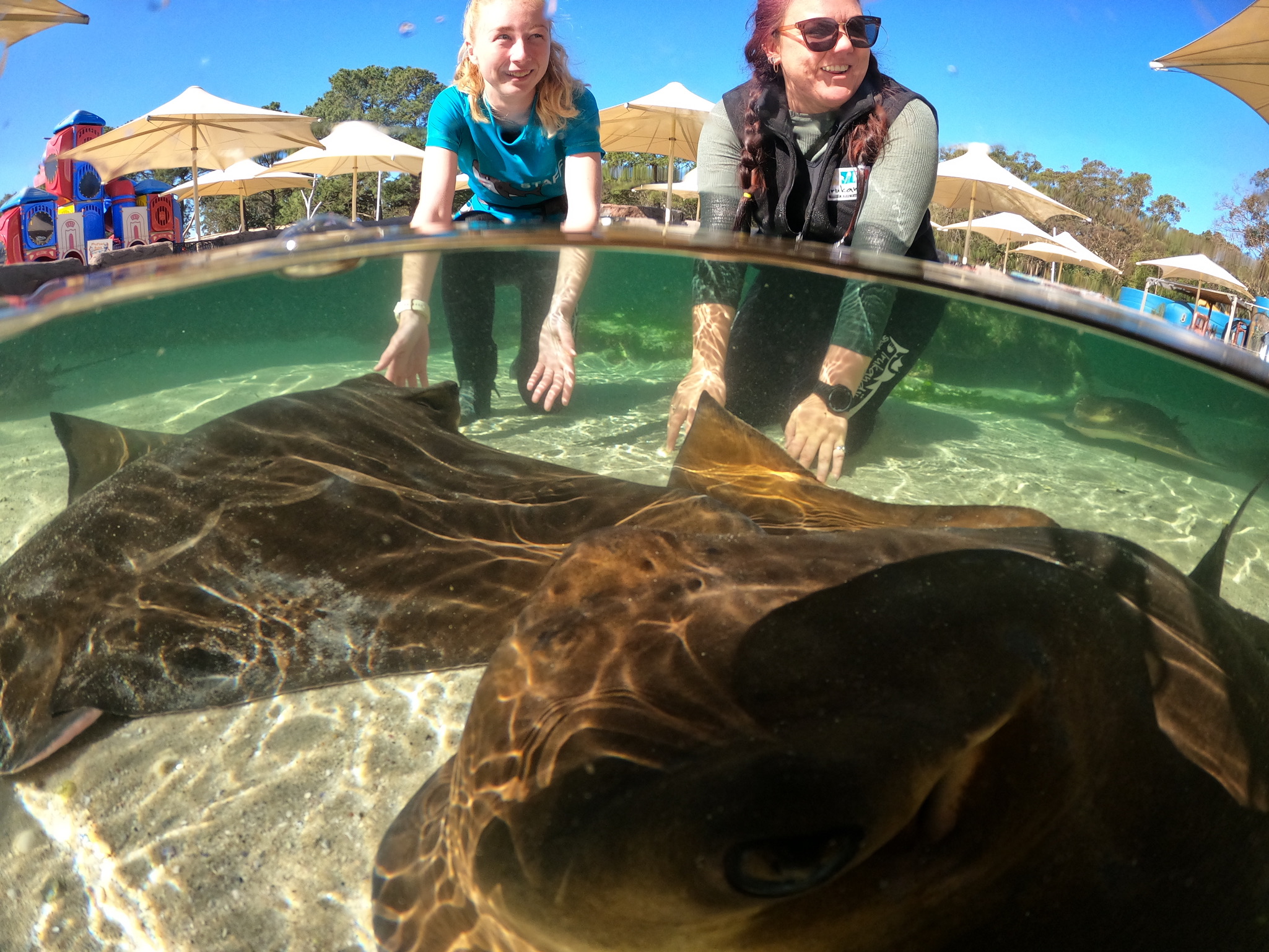 IRUKANDJI ENTRY PASS ~Includes wading in the lagoon shallows + shark food