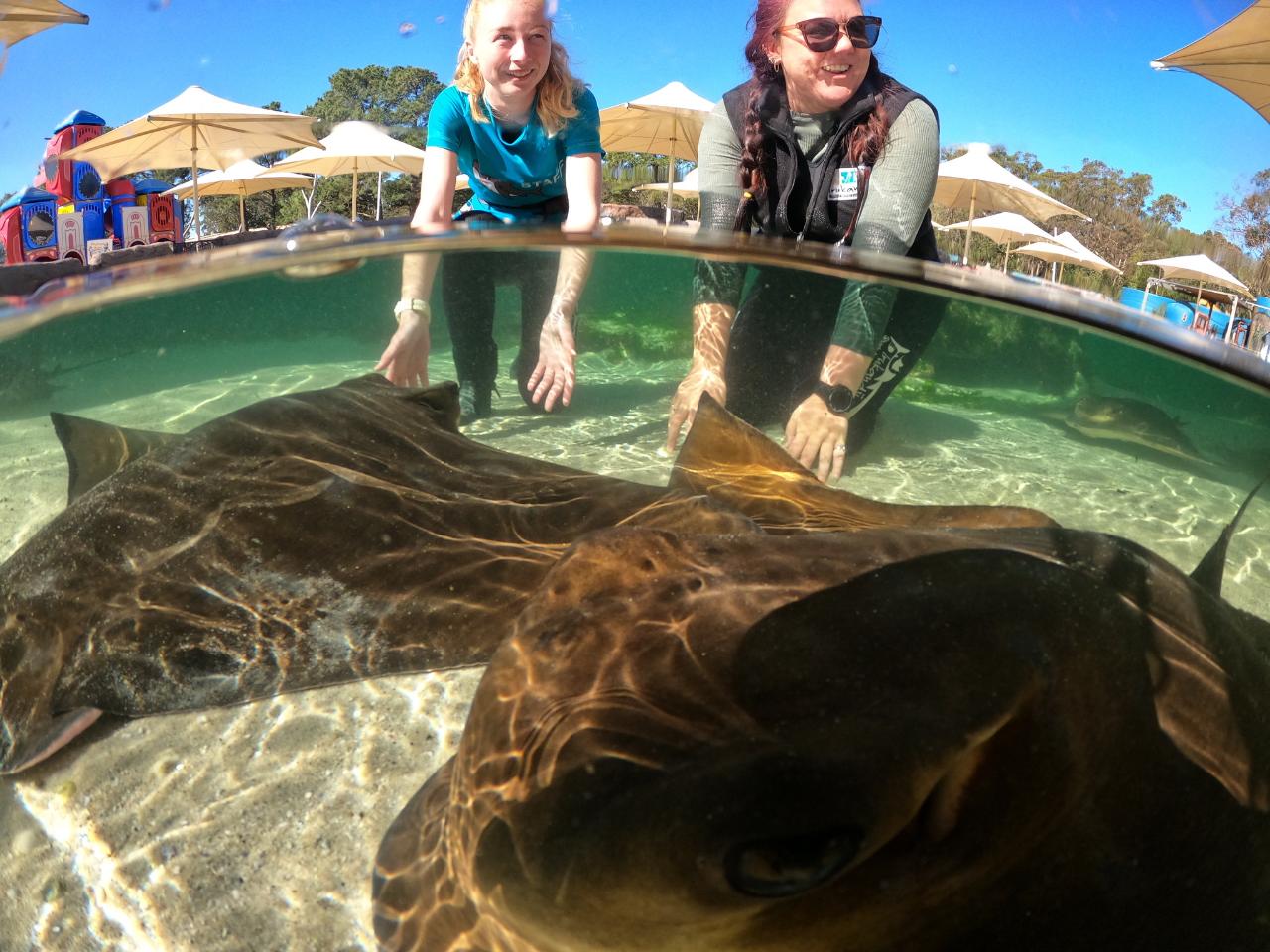 Entry Ticket for Irukandji Shark & Ray Encounters located in Anna Bay, Port Stephens