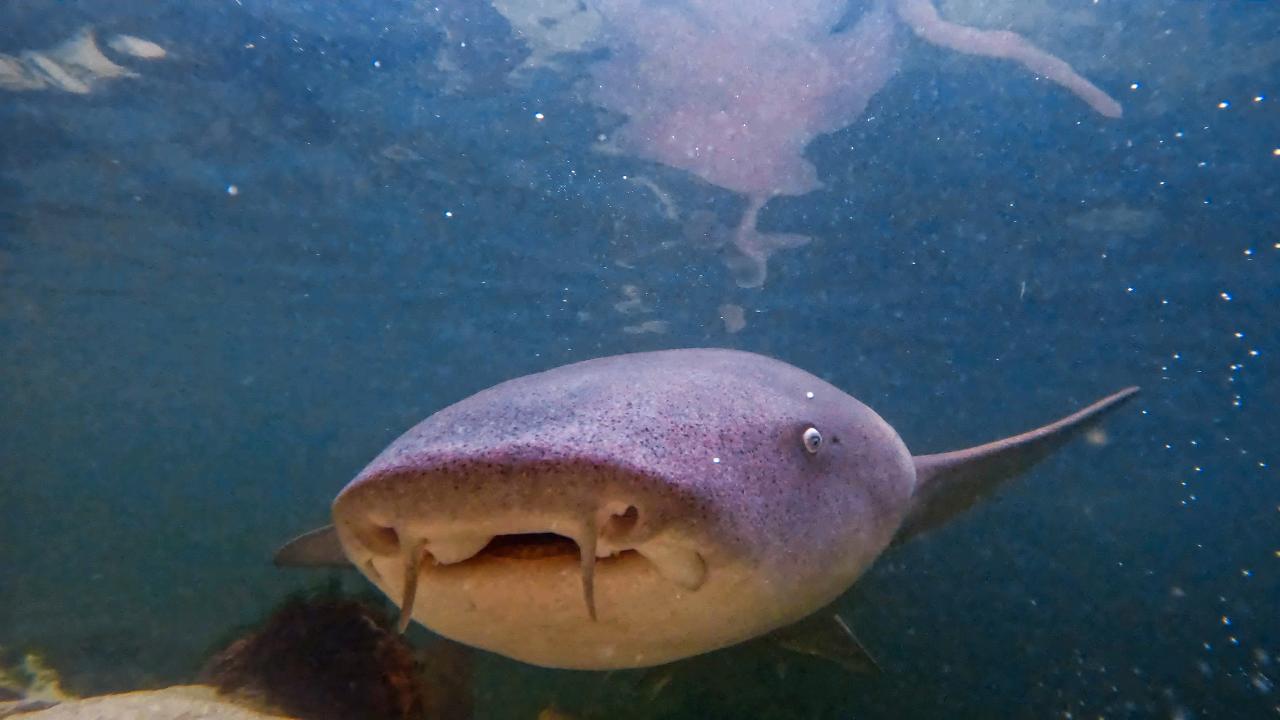 Gift Card Reef Shark Encounterat Irukandji Shark & Ray Encounters in Anna Bay Port Stephens