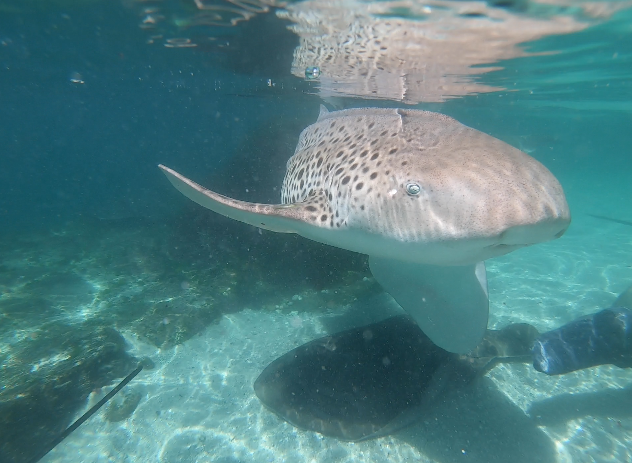Zebra Shark Encounter $50 packaged with Entry Pass (all ages)  B2B Booking