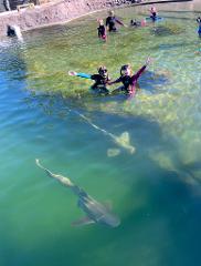 Zebra Shark Snorkel - Entry +$60 (ages 6+)