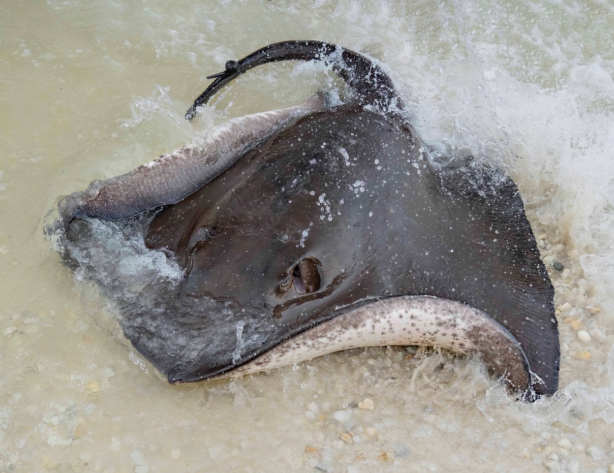 Stingray Snorkel $60 packaged with Entry Pass (aged 12+)
