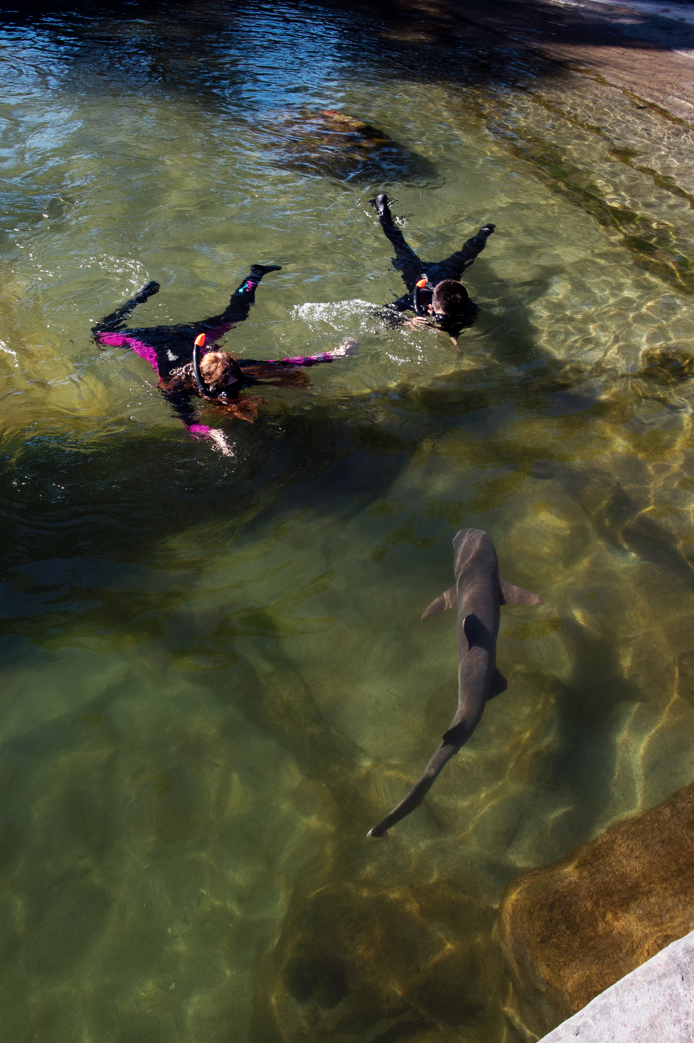 Reef Shark Snorkel $60 packaged with Entry Pass (ages 12+)
