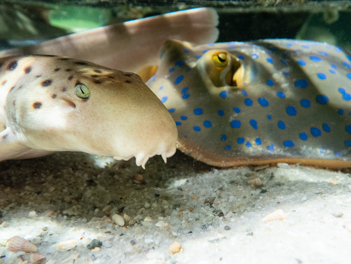 The Winter Elasmo Special $110 Packaged with Entry Pass (ages 12+)