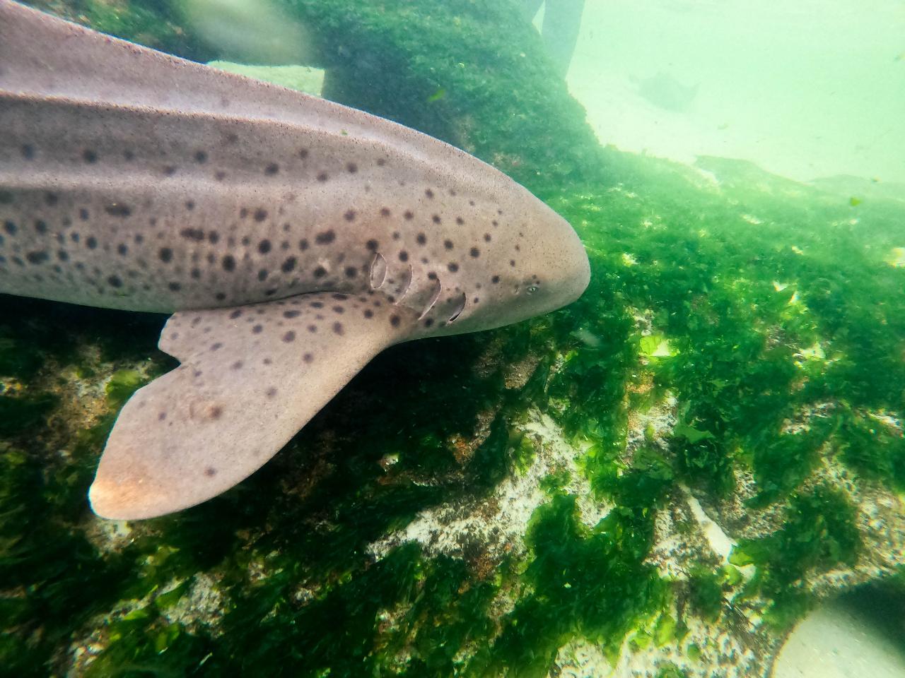 Zebra Shark Snorkel at Irukandji Shark & Ray Encounters in Anna Bay Port Stephens