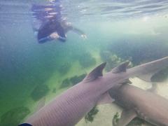 Purchase Gift Card: Reef Shark Snorkel plus Admission Package (ages 12+)