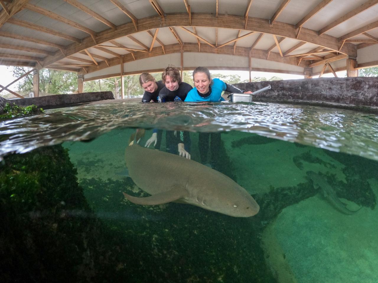 GIFT CARD: Reef Shark Encounter $90 or Gift package with Entry Pass (ages 12+)