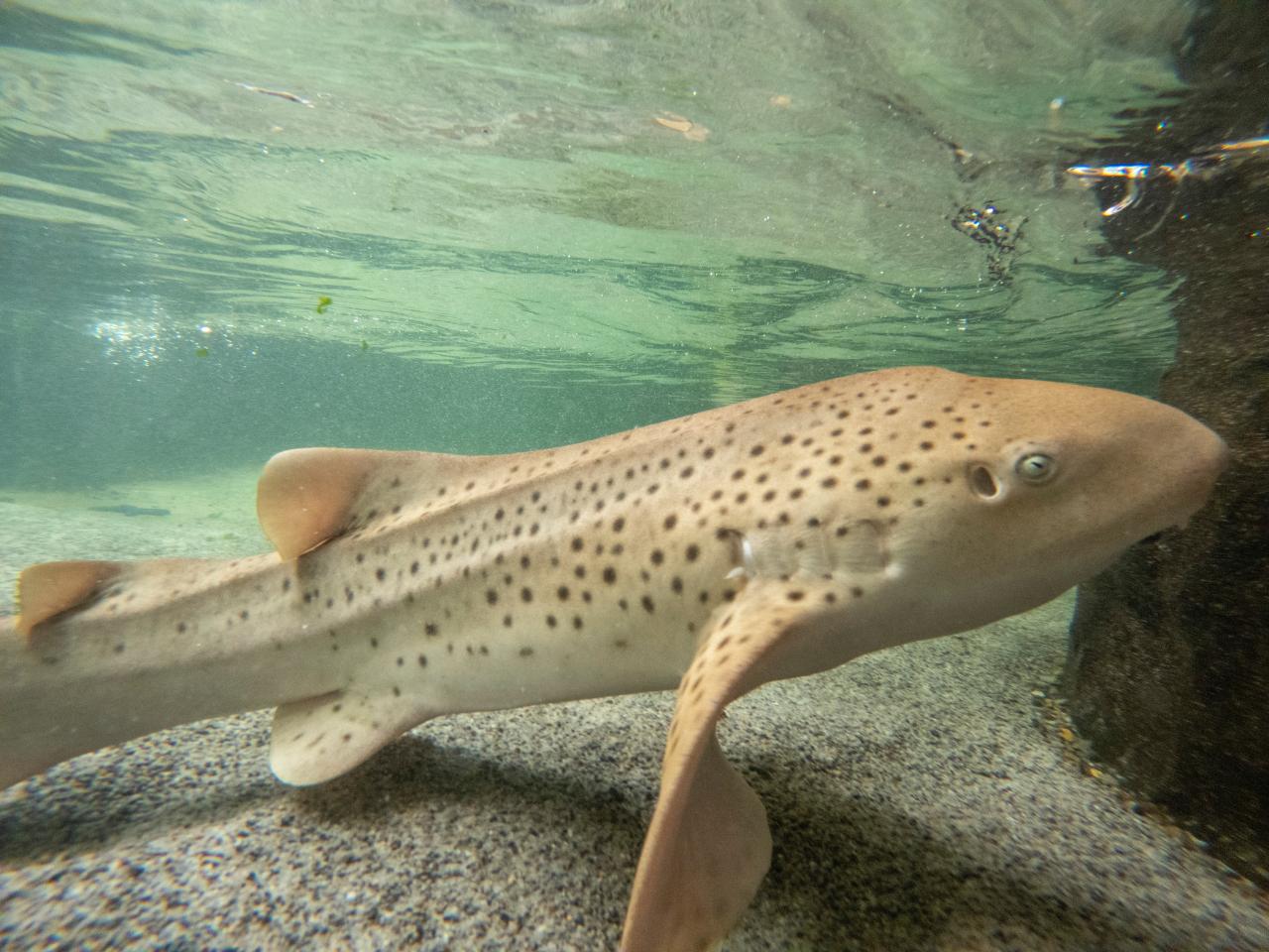 Zebra shark encounter Port Stephens