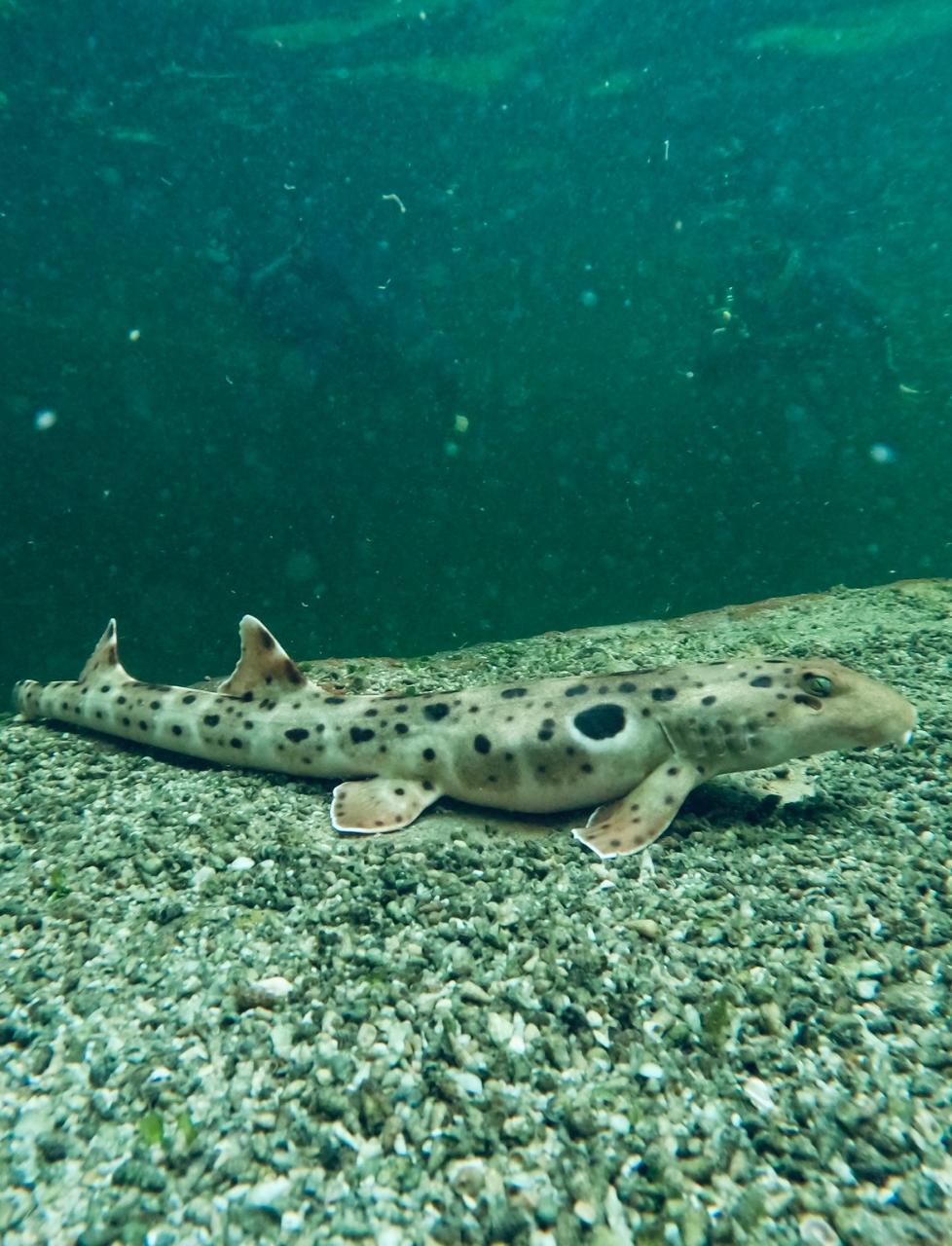 Zebra Shark Snorkel at Irukandji Shark & Ray Encounters in Anna Bay ...