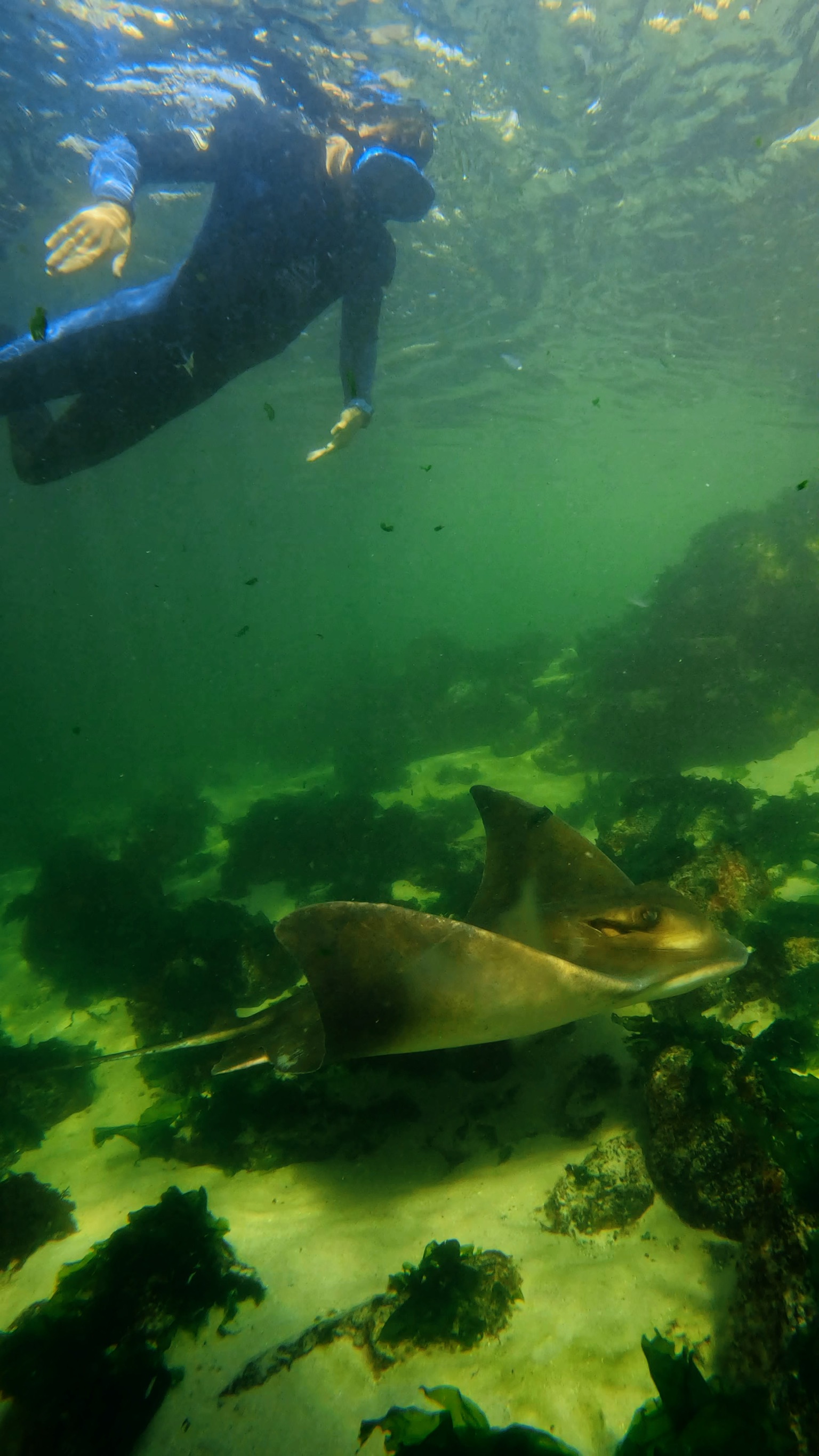 Stingray Snorkel $60 packaged with Entry Pass (aged 12+)