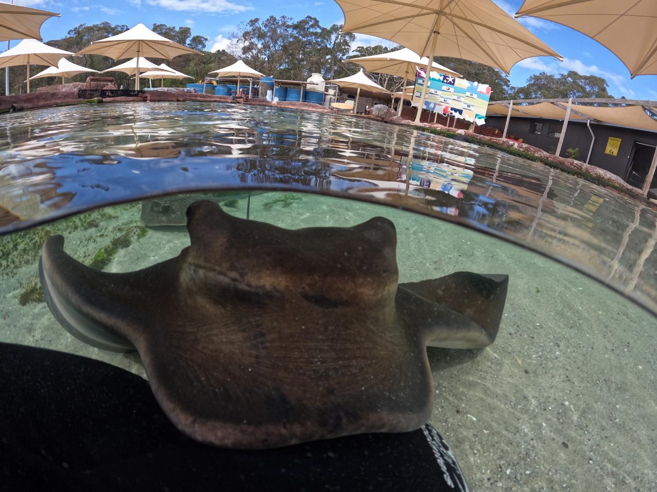 Entry Ticket for Irukandji Shark & Ray Encounters located in Anna Bay, Port Stephens