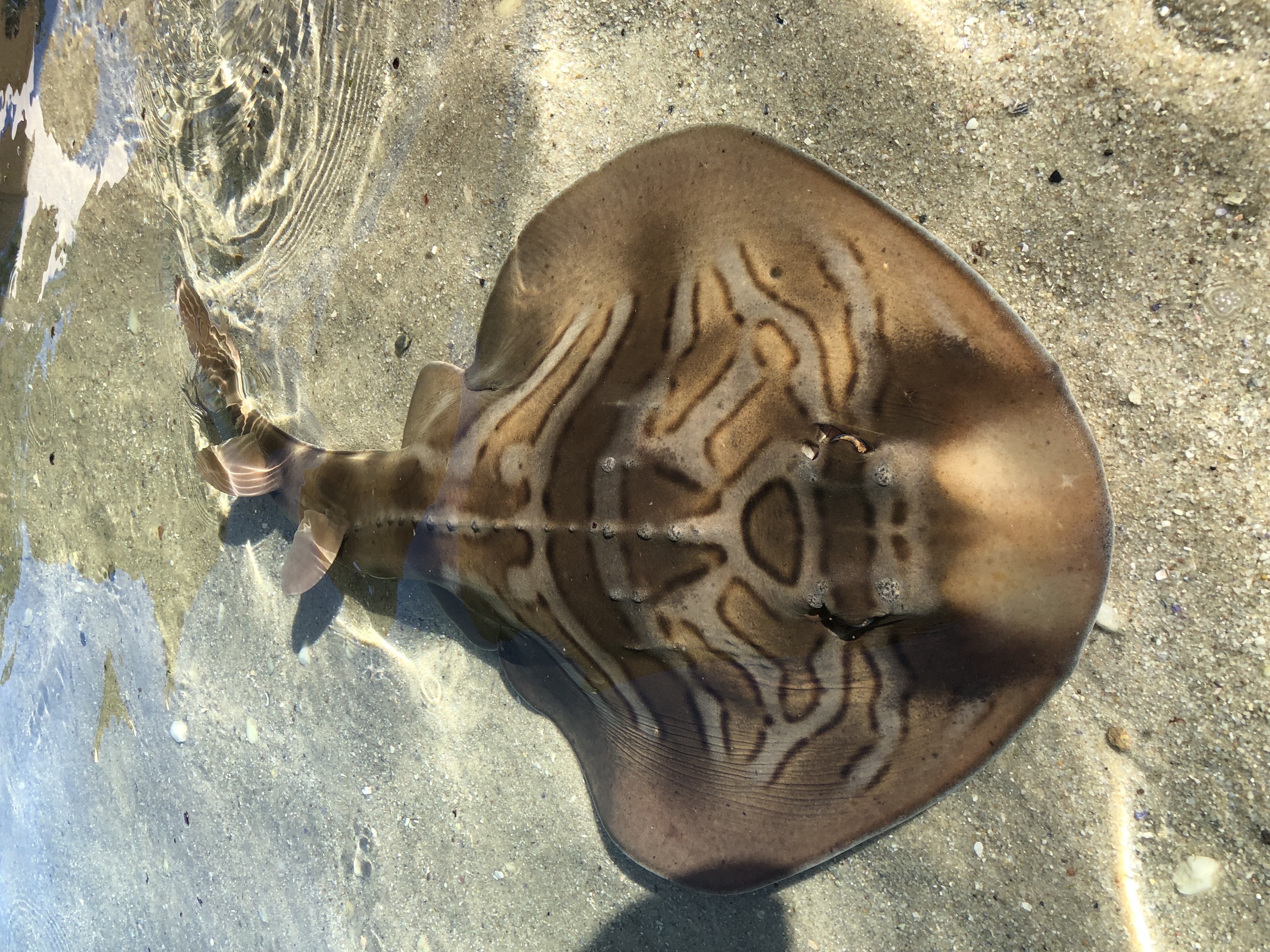 Stingray Snorkel $60 packaged with Entry Pass (aged 12+)