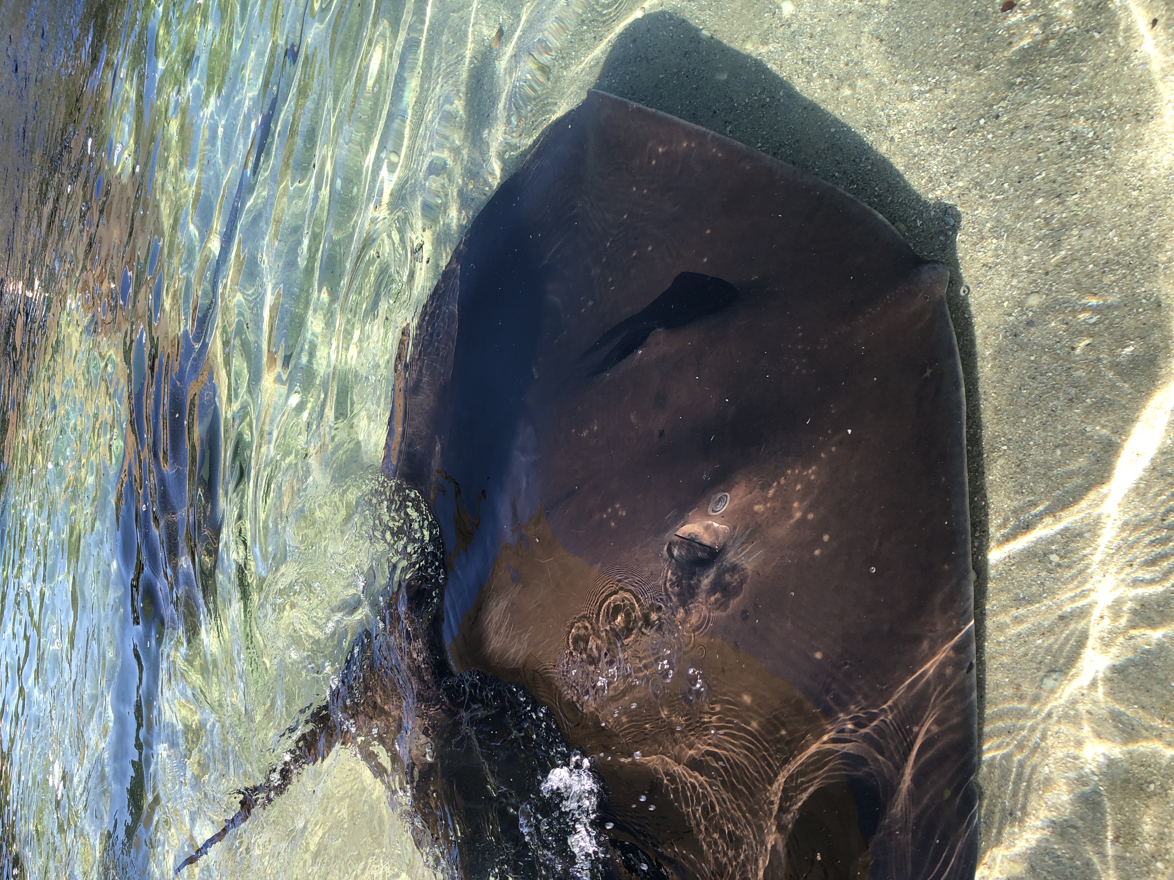 Stingray Snorkel $60 packaged with Entry Pass (aged 12+)