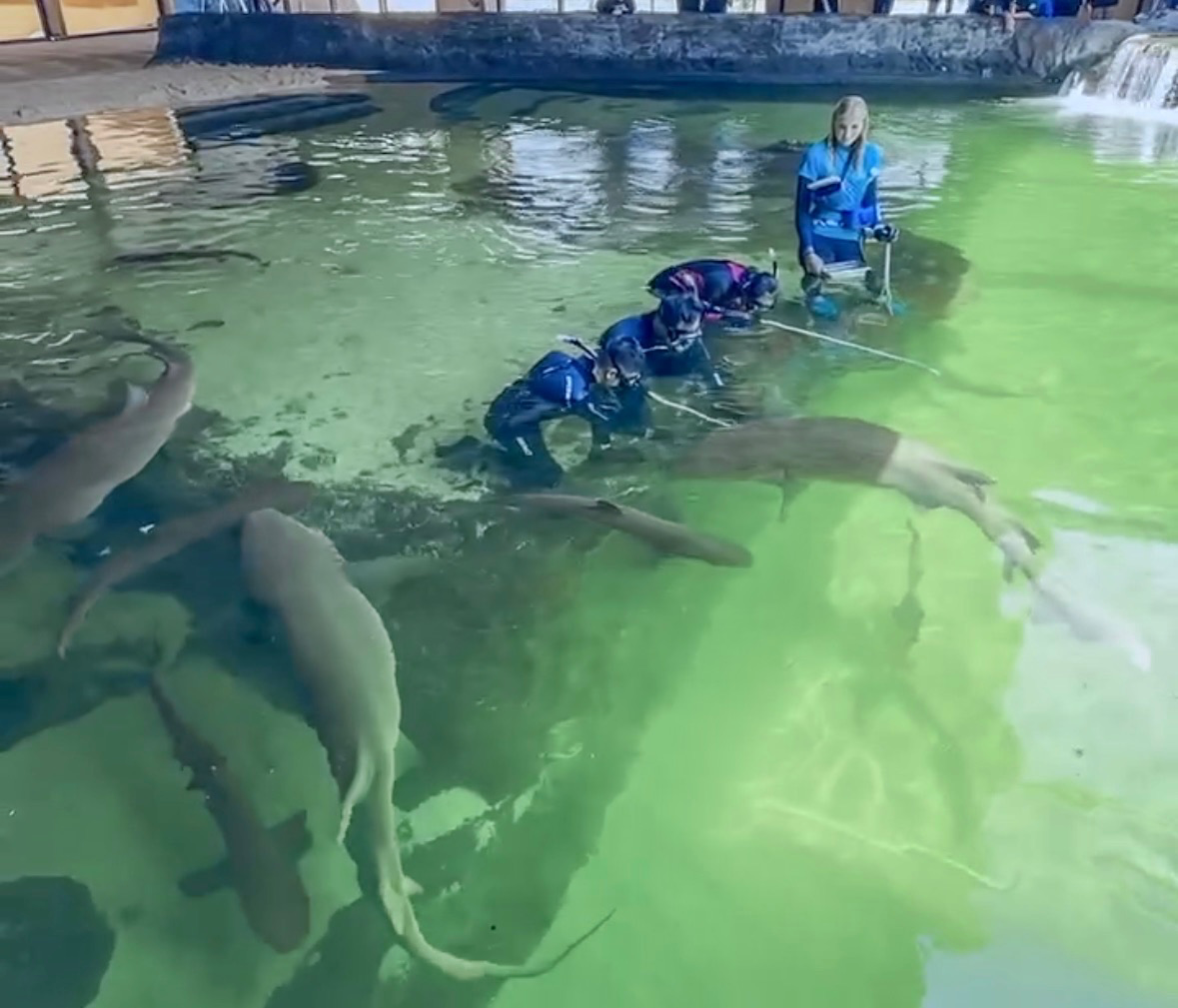 The Winter Elasmo Special $110 Packaged with Entry Pass (ages 12+)