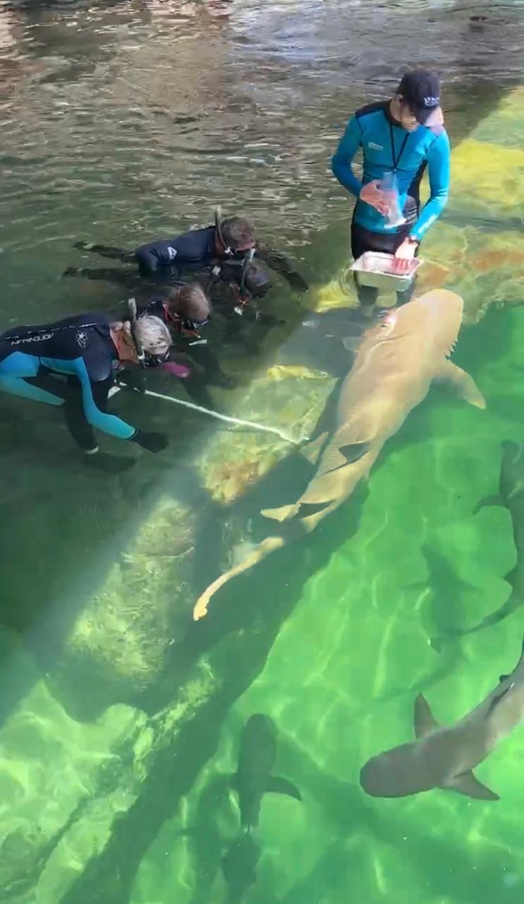 Gift Card Reef Shark Encounterat Irukandji Shark & Ray Encounters in Anna Bay Port Stephens