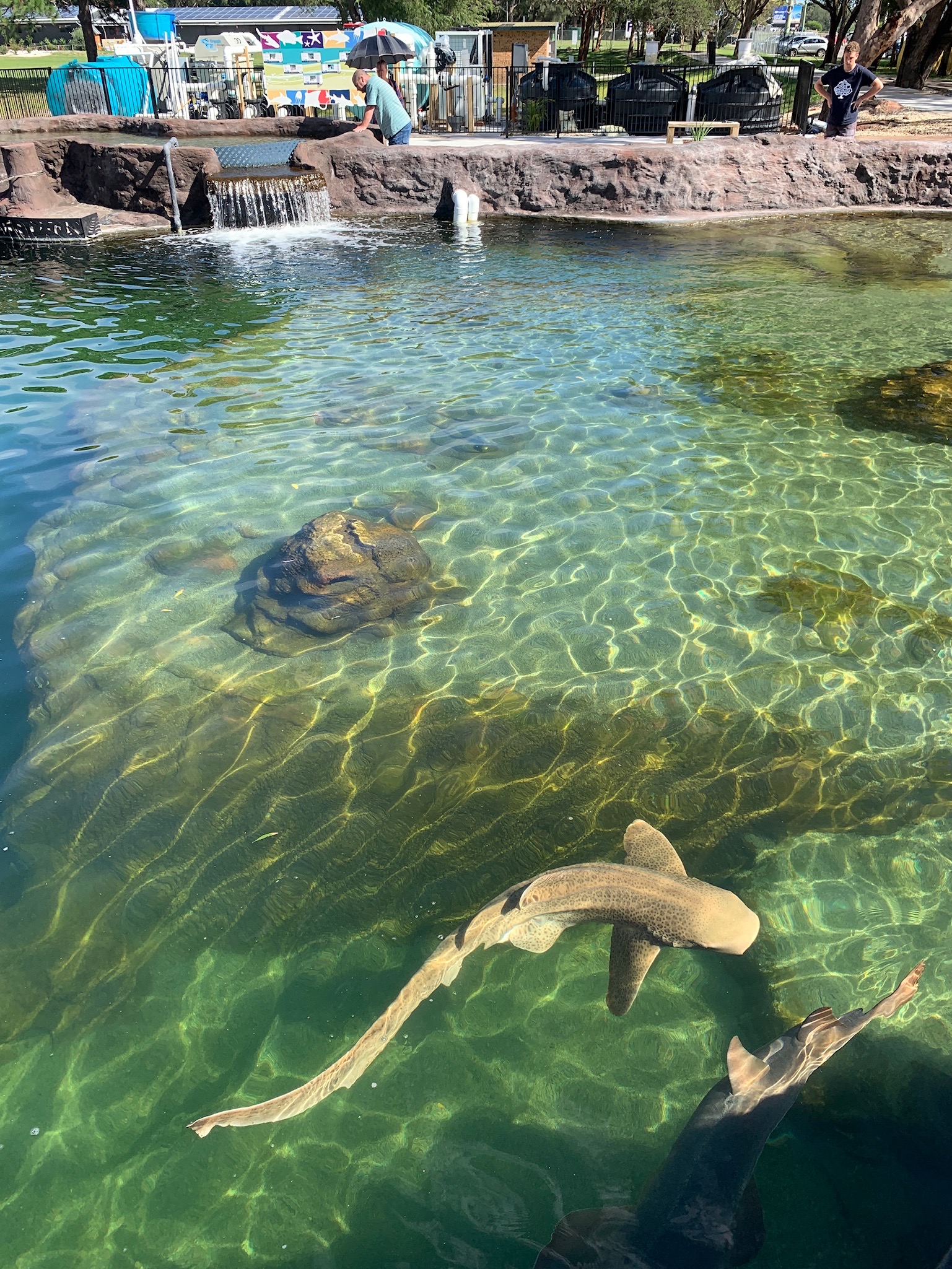 The Ultimate Aussie Animal Package - B2B Booking - Visit Oakvale Wildlife Park & Irukandji Shark & Ray Encounters with ONE PASS