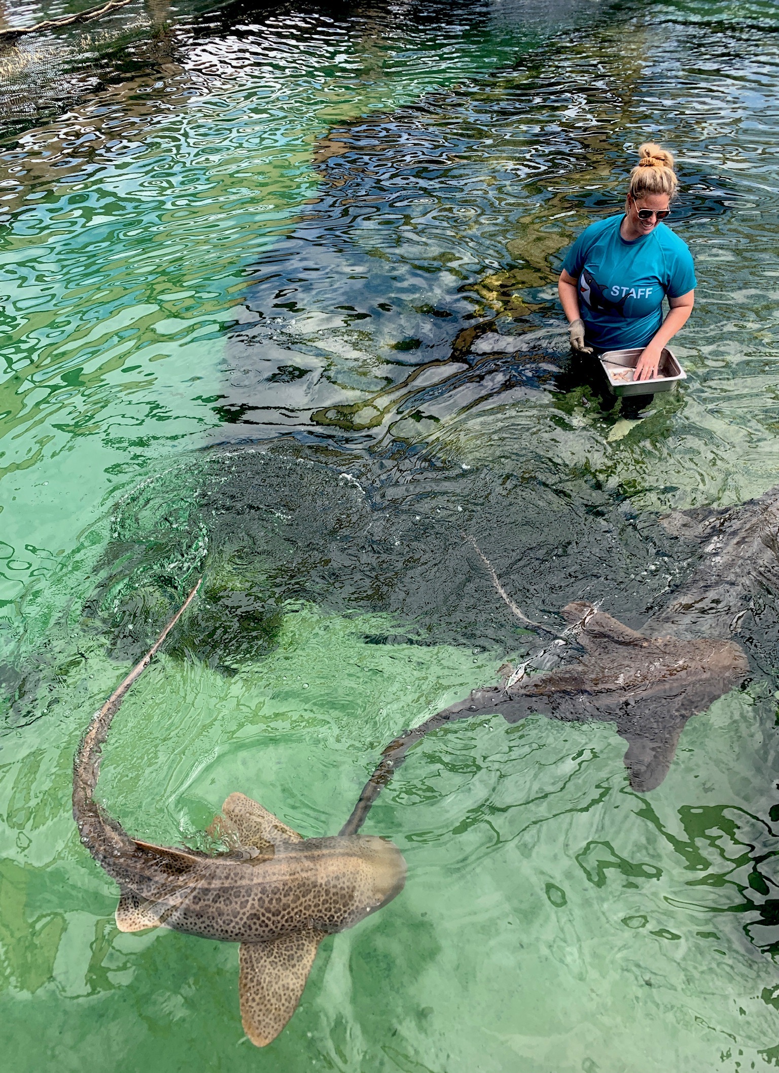 The Ultimate Aussie Animal Package - B2B Booking - Visit Oakvale Wildlife Park & Irukandji Shark & Ray Encounters with ONE PASS