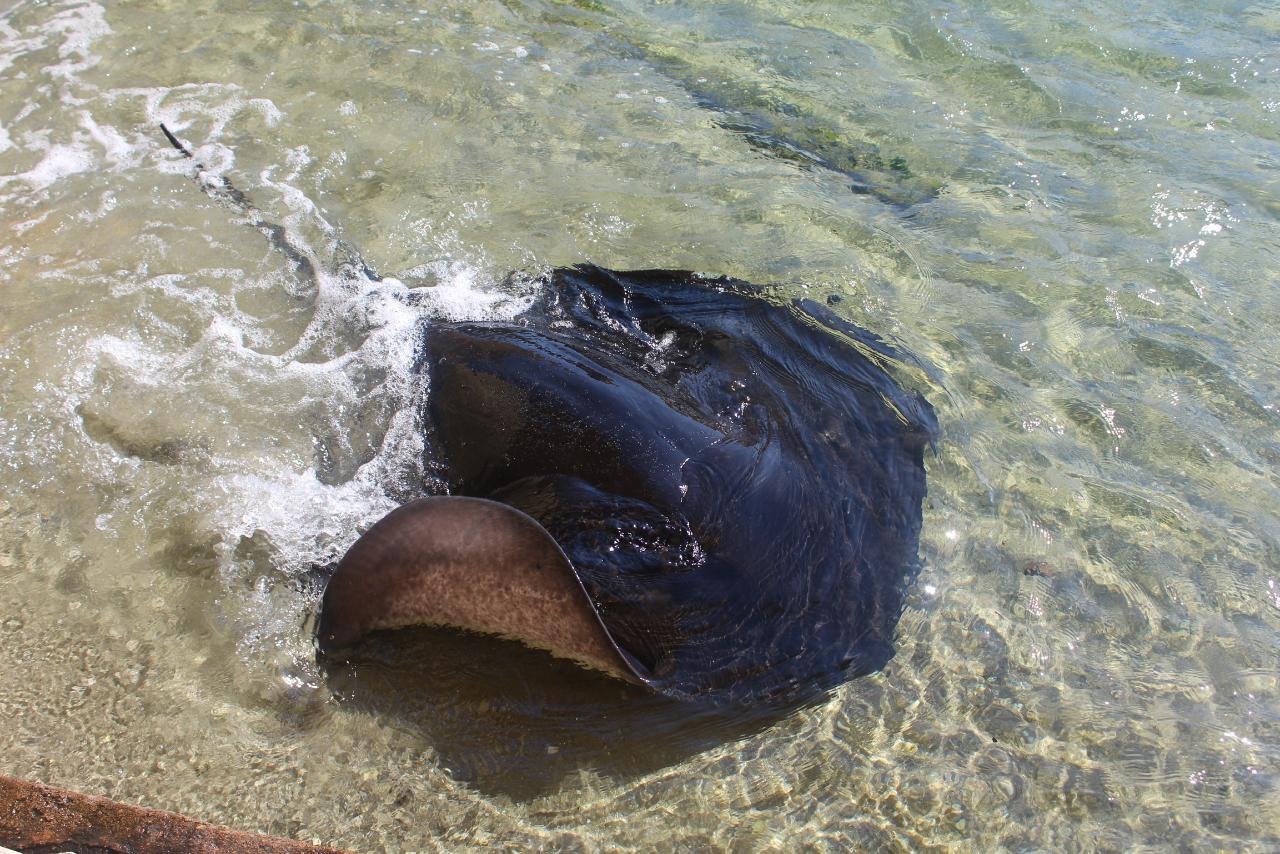 Gift Card Stingray Snorkel at Irukandji Shark & Ray Encounters in Anna Bay Port Stephens