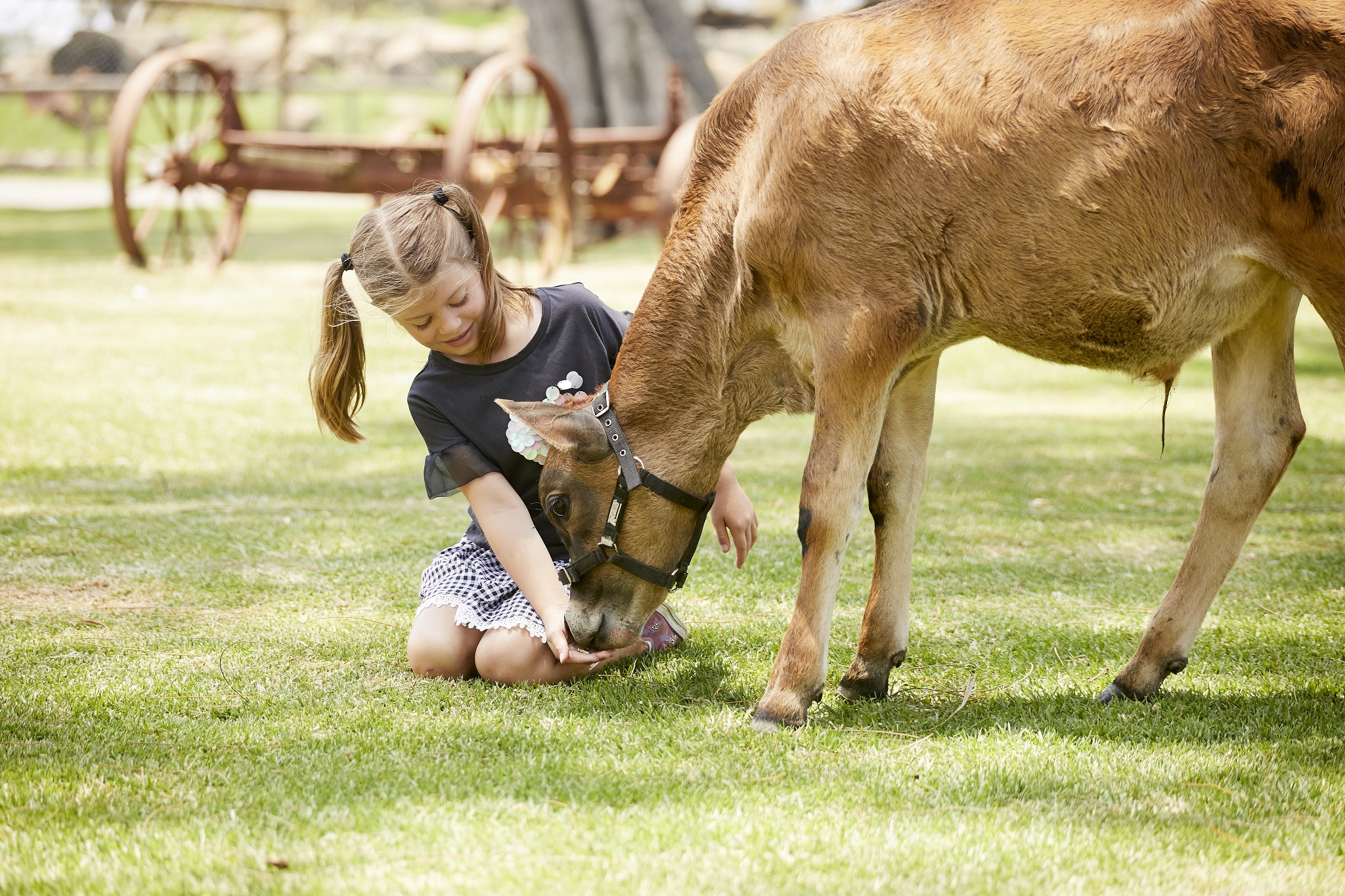 The Ultimate Aussie Animal Package - B2B Booking - Visit Oakvale Wildlife Park & Irukandji Shark & Ray Encounters with ONE PASS