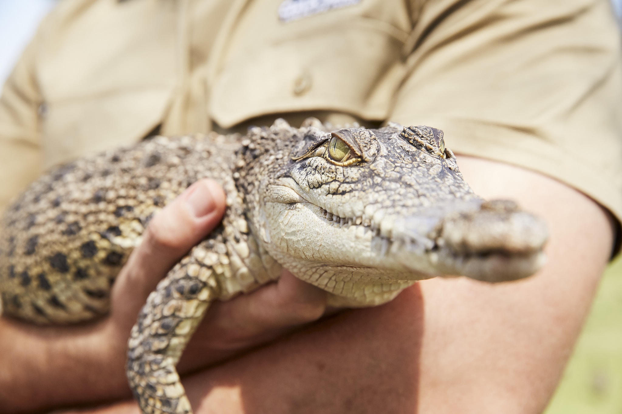 The Ultimate Aussie Animal Package - B2B Booking - Visit Oakvale Wildlife Park & Irukandji Shark & Ray Encounters with ONE PASS