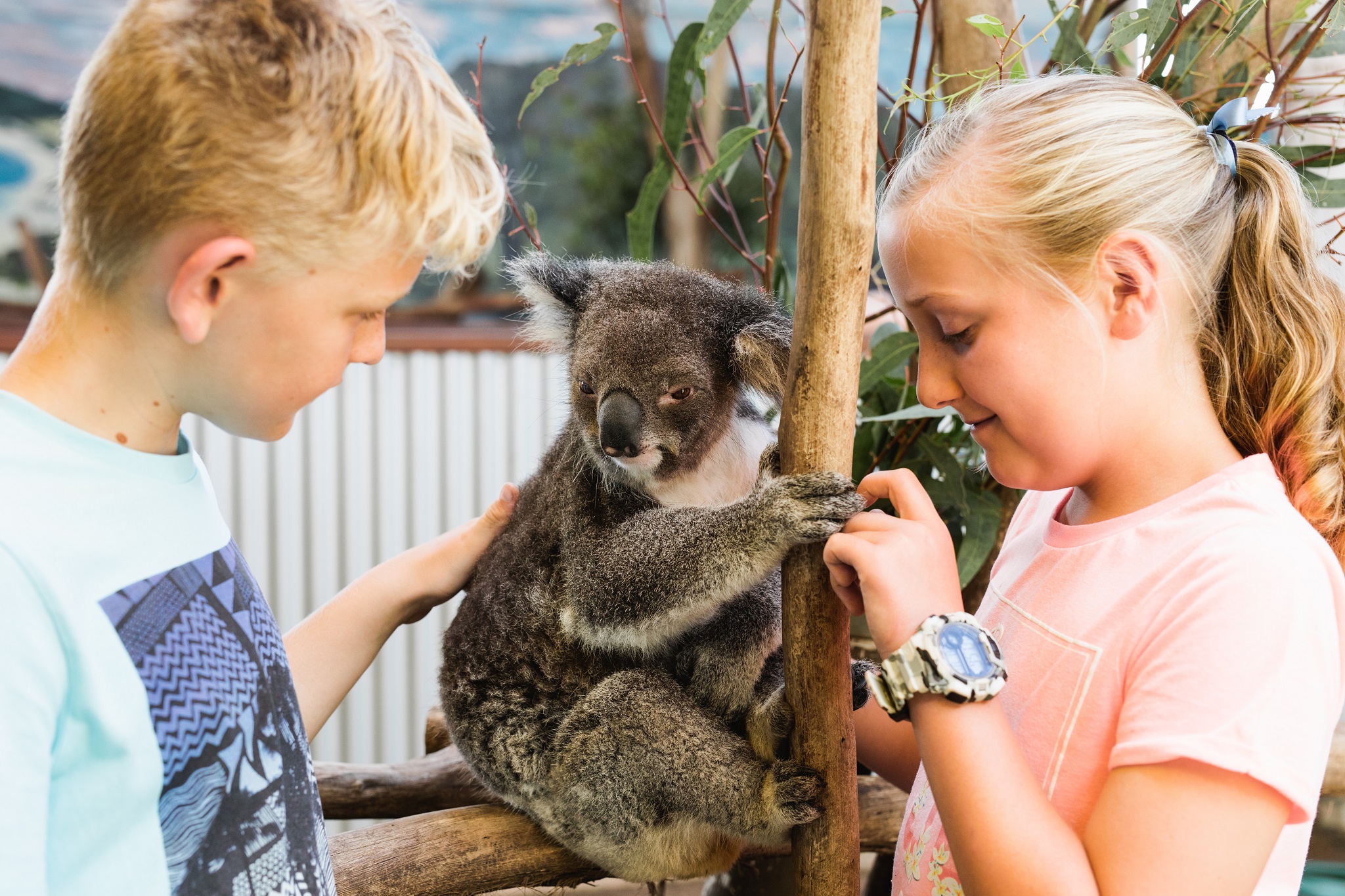 The Ultimate Aussie Animal Package - B2B Booking - Visit Oakvale Wildlife Park & Irukandji Shark & Ray Encounters with ONE PASS