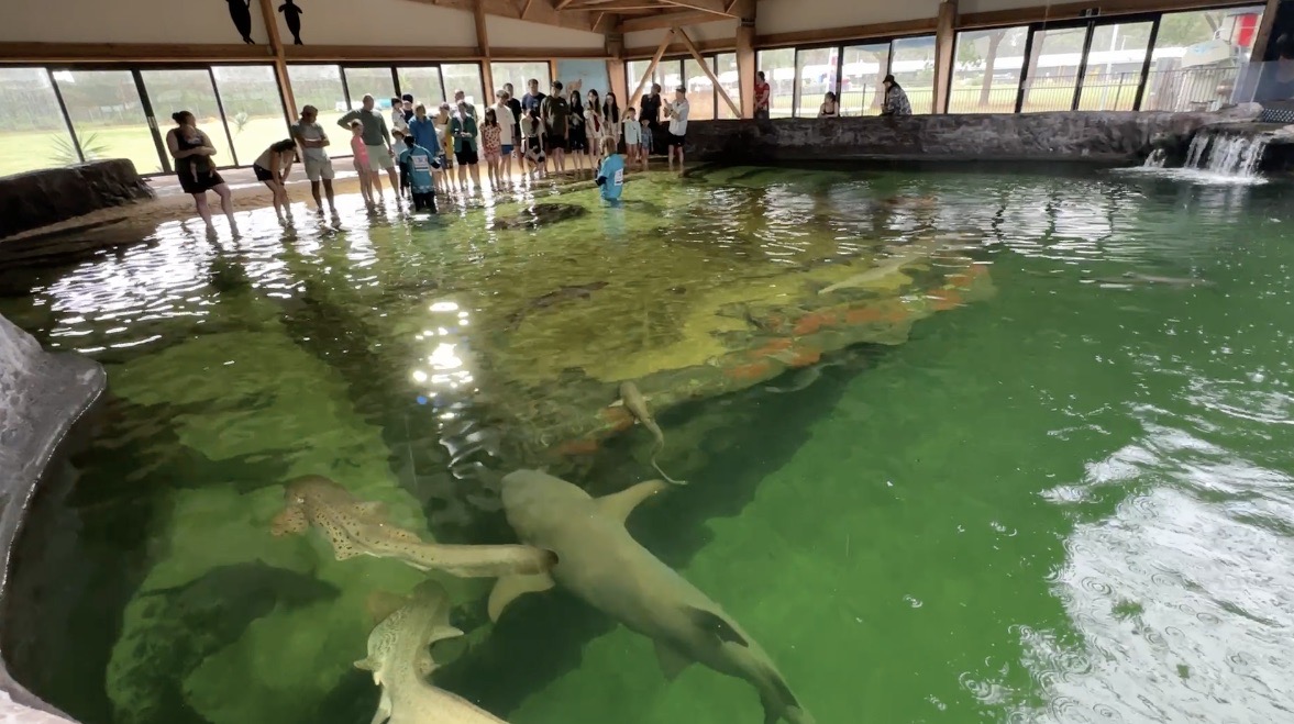 IRUKANDJI ENTRY PASS ~Includes stepping in the lagoon shallows, shark food + optional wetsuit upgrade