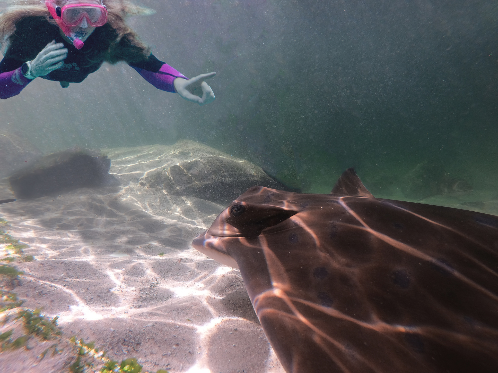 Stingray Snorkel $60 packaged with Entry Pass (aged 12+)