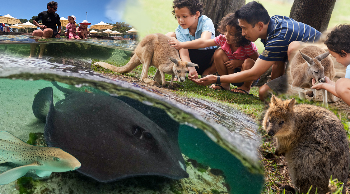 The Ultimate Aussie Animal Package - B2B Booking - Visit Oakvale Wildlife Park & Irukandji Shark & Ray Encounters with ONE PASS