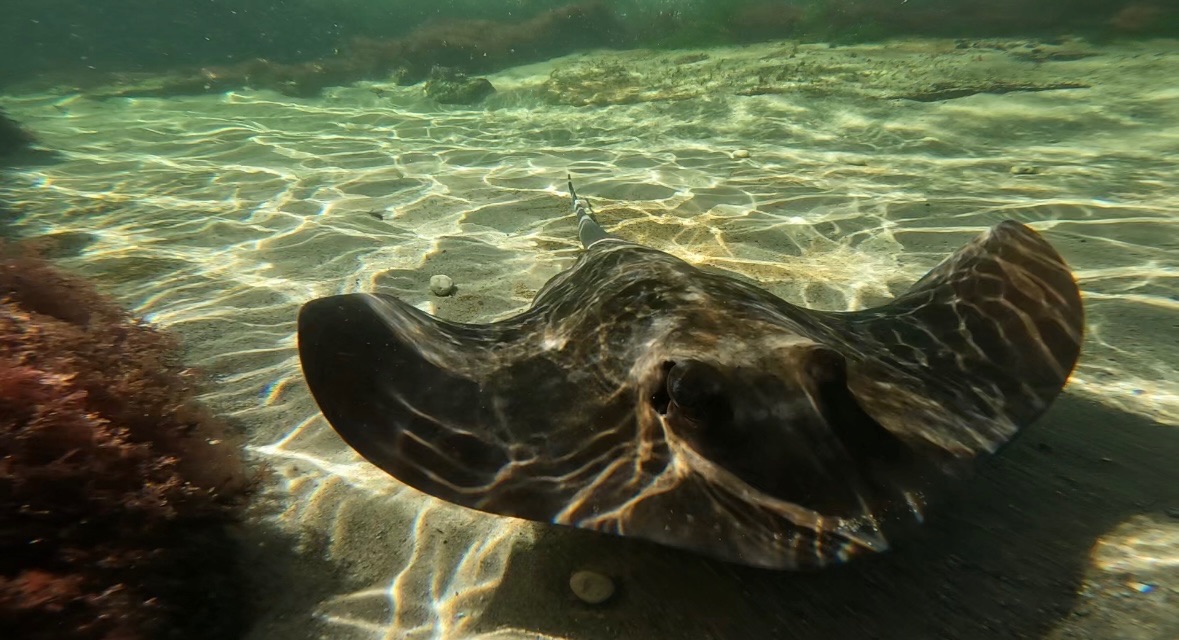 Irukandji Shark & Ray Encounters Anna Bay Port Stephens Gift Card