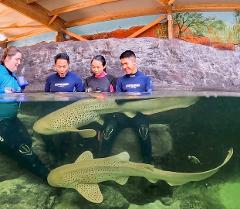 Zebra Shark Encounter $65 packaged with Entry Pass (all ages)